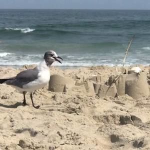 Meet your Posher, Troy